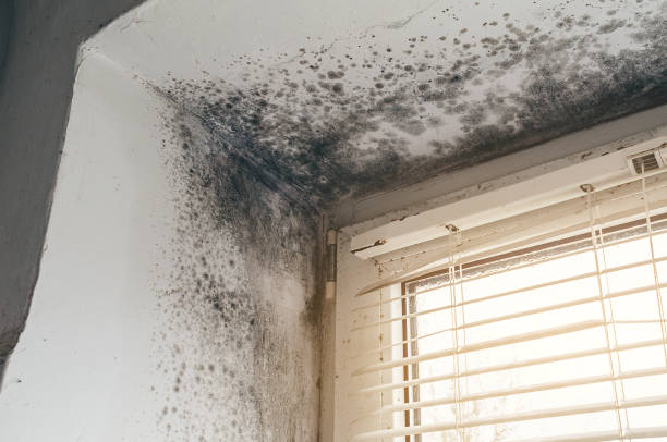 Affordable Crawl Space Mold Remediation solutions in Onley, VA
